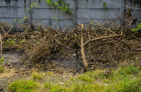 植物枯在印度尼西亚茂物拍摄的一张花园照片中散落着枯树上的树枝照片