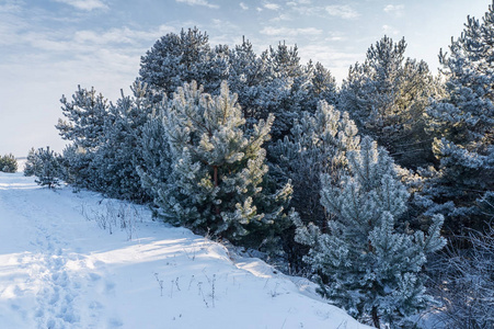 全景下雪的冬天景观