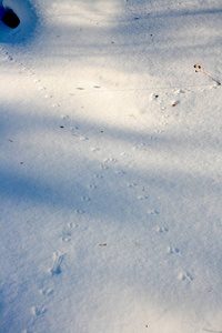 雪上的野生老鼠脚印