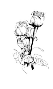 一束玫瑰花，手工绘制的墨水
