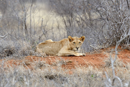 狮子在肯尼亚国家公园