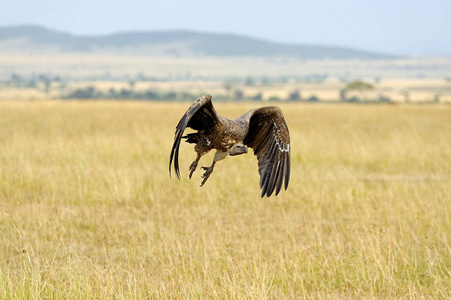 秃鹰飞。马赛马拉国家公园