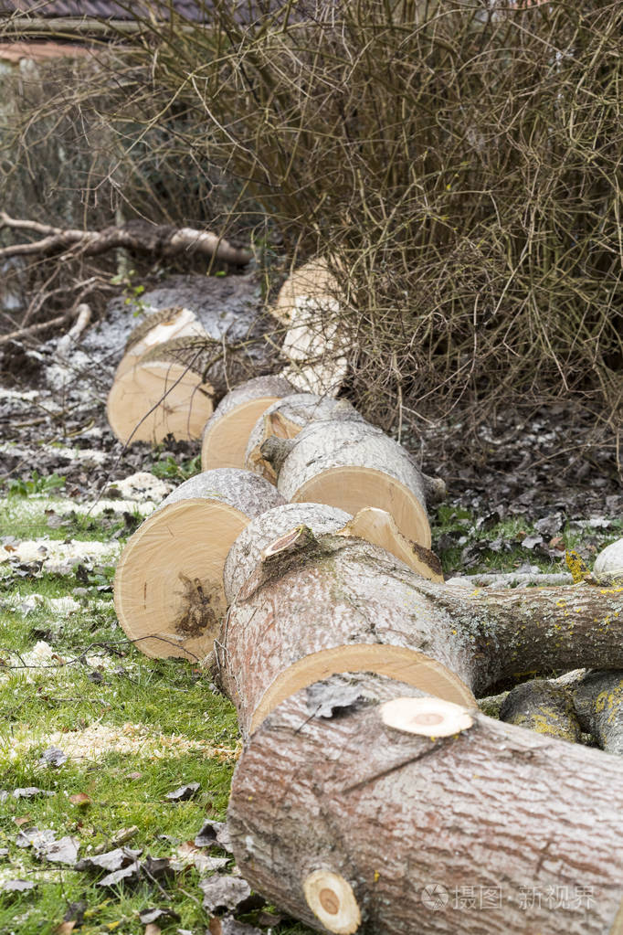 树砍在草地上