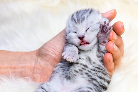 在手睡觉新生儿银虎斑猫图片