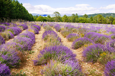 在普罗旺斯，法国的 valensole 附近的薰衣草田