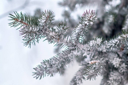 分支机构覆盖着雪