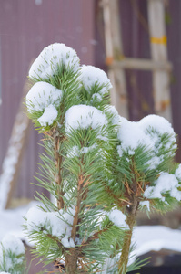 大雪覆盖的松树树枝关门