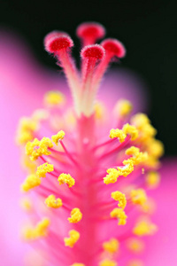 特写花