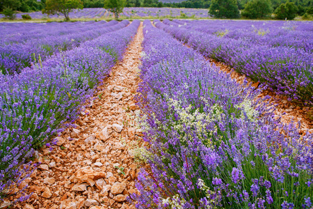 在普罗旺斯，法国的 valensole 附近的薰衣草田