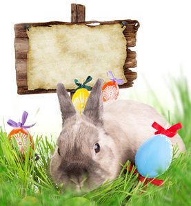 复活节兔子和彩蛋在绿色草地上
