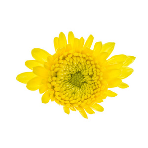 孤立在白色背景上的黄色花