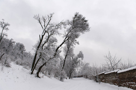 在乌克兰利沃夫的高城堡上的冬季树木与雪