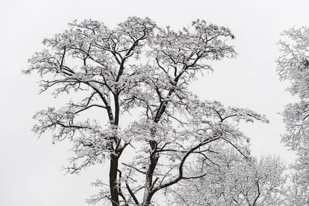 在乌克兰利沃夫的高城堡上的冬季树木与雪