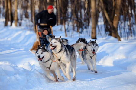 赫斯基狗拉雪橇在冬季森林在俄罗斯