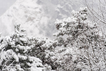 在乌克兰利沃夫的高城堡上的冬季树木与雪