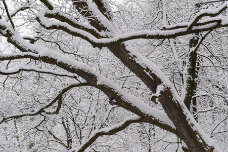 在乌克兰利沃夫的高城堡上的冬季树木与雪