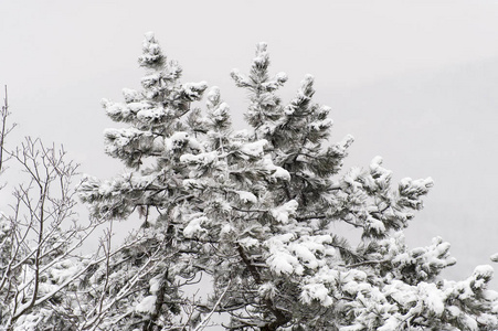 在乌克兰利沃夫的高城堡上的冬季树木与雪