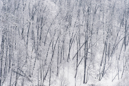 在乌克兰利沃夫的高城堡上的冬季树木与雪