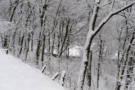 在乌克兰利沃夫的高城堡上的冬季树木与雪