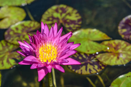 美丽的莲花绽放紫色背景