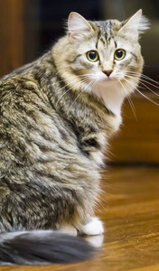 西伯利亚品种的雄性猫, 棕色与白色版本