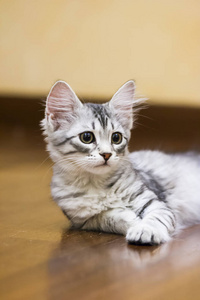 小银猫, 西伯利亚品种
