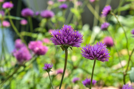 紫罗兰花场