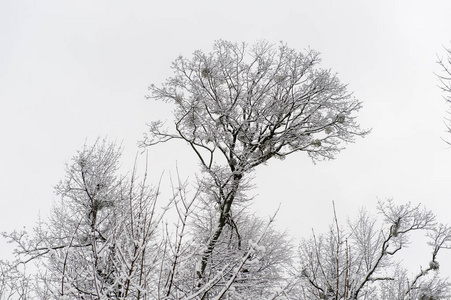 在乌克兰利沃夫的高城堡上的冬季树木与雪