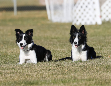 边境牧羊犬姐妹在公园里摆姿势