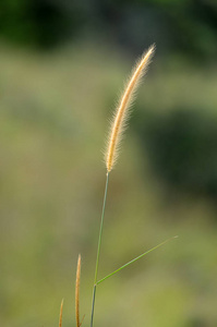 Broga 山马来西亚