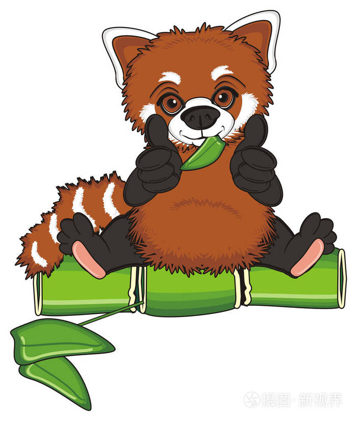 可爱小熊猫照片-正版商用图片0xg521-摄图新视界