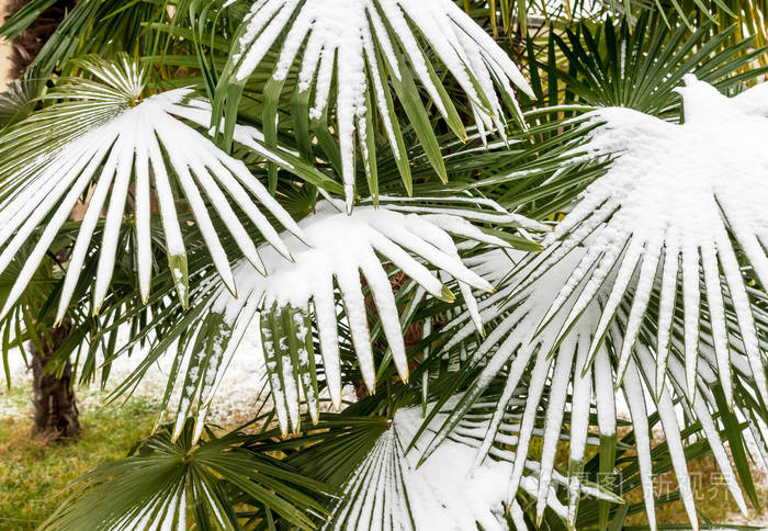 在雪中的棕榈树的叶子