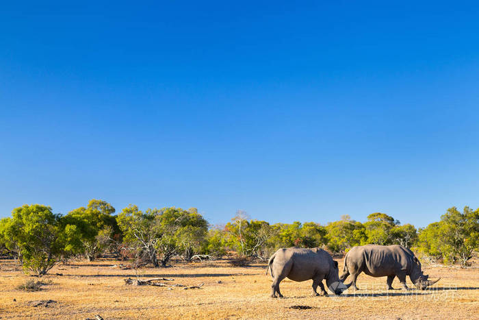 在野生动物园里的白犀牛