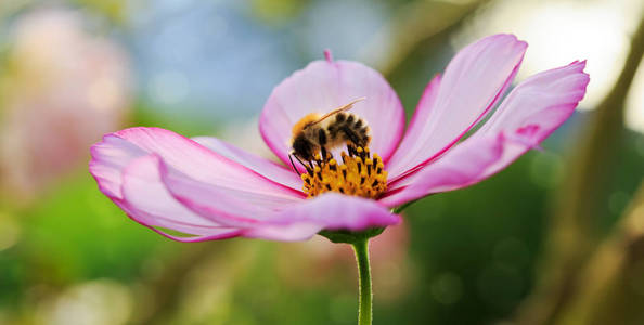 粉红色的宇宙花蜜蜂