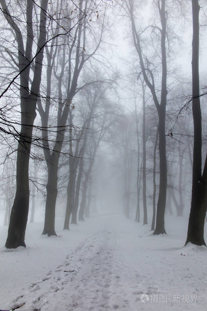 老公园在冬天天与雾