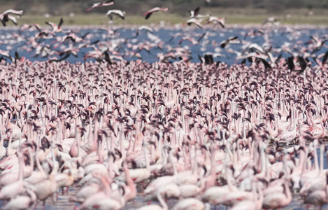 非洲，肯尼亚，湖博高瑞亚国家储备，火烈鸟在湖