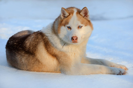 哈士奇狗棕色颜色和蓝色的眼睛，在冬天的肖像