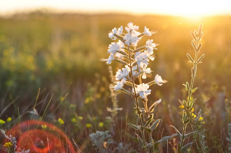 小小的白色野花，在夕阳的金黄的光线。宏特写照片