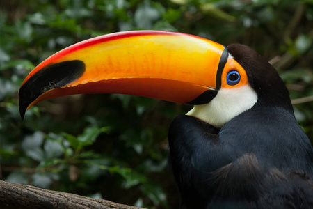 toco toucanramphastos toco