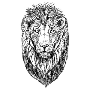 狮子素描图图片