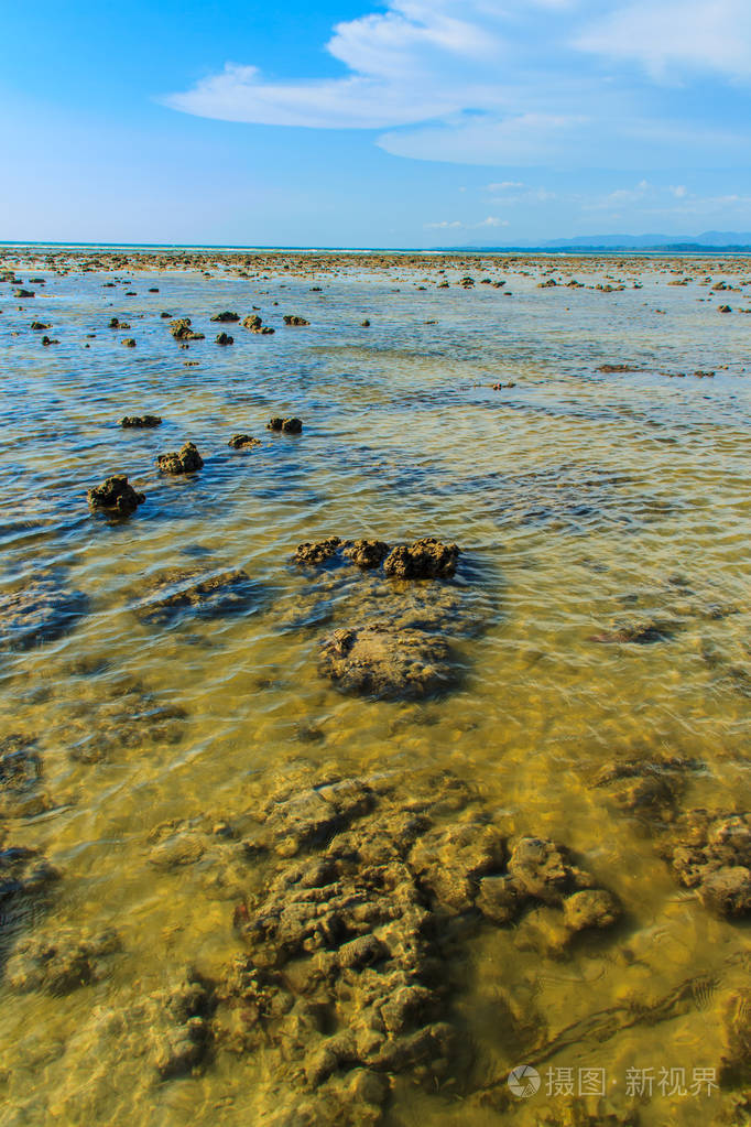 浅海中的帕迪纳澳大利亚海克或帕迪纳帕沃尼卡褐藻.