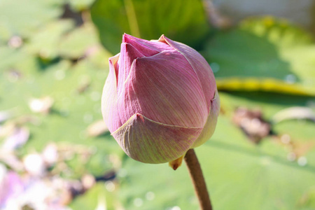 粉红色莲花