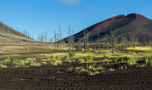 死的木灾难性释放在 1975 年的火山喷发的火山灰的后果奇克北部突破