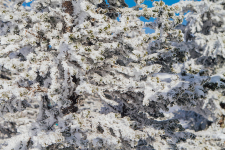 松树枝覆盖着洁白的雪和冰图片