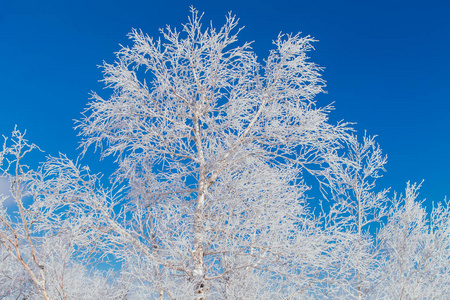 洁白的雪和冰覆盖的白桦树枝