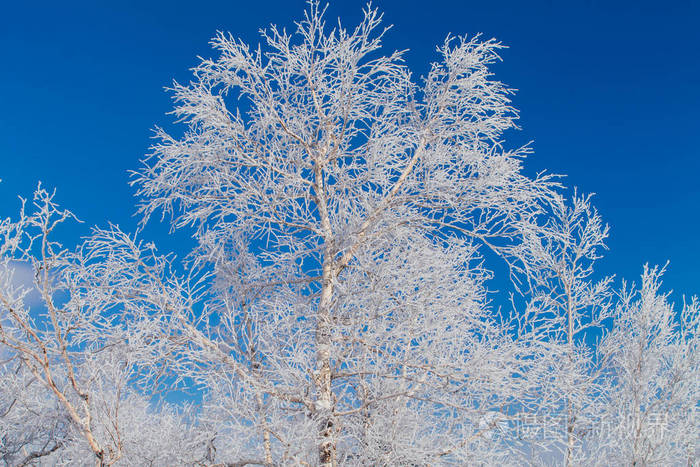 洁白的雪和冰覆盖的白桦树枝