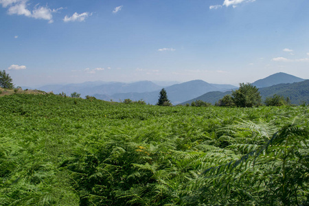 绿色蕨类植物字段