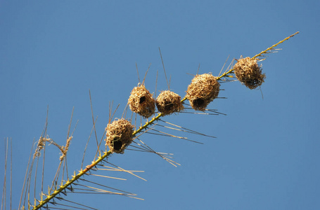 Belier tisserin 在留尼汪岛棕榈的巢