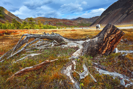 山中,与在秋季草原根树桩照片