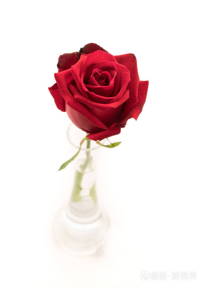 白底红玫瑰